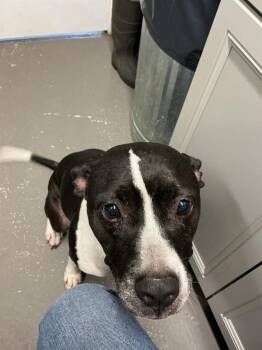 Mixed Breed Dogs Available for Adoption in Dyersburg, Tennessee - Hope | PetCurious