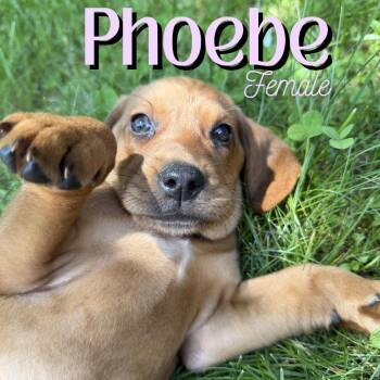 Phoebe -  Redbone Coonhound and Mixed Breed Dog for Adoption in Glenfield, New York - Phoebe | PetCurious