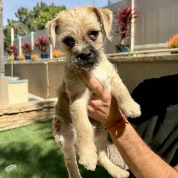 Wirehaired Terrier and Poodle Dogs Available for Adoption in San Diego, California - Han Solo | PetCurious