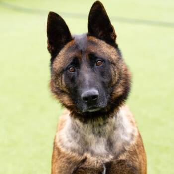 Rescue Belgian Shepherd Malinois and Mixed Breed Dogs for Adoption in Camarillo, California - ACE | PetCurious