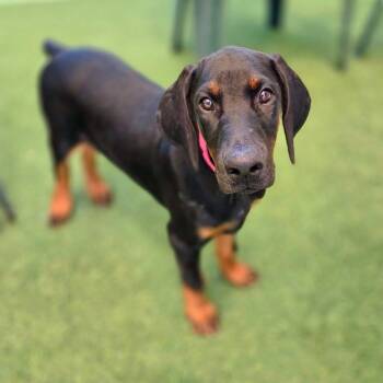 Rosie 3600 (Lee pup pink) -  Doberman Pinscher Dog for Adoption in Oakland Park, Florida - Rosie 3600 (Lee Pup Pink) | PetCurious