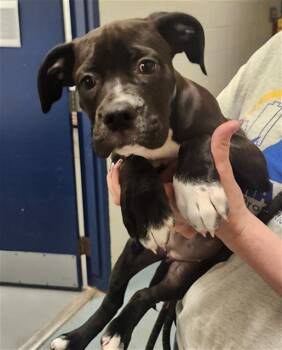 Labrador Retriever and Pug Dogs Available for Adoption in Peoria, Illinois - LUCY | PetCurious