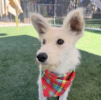 Macadamia -  Terrier Dog for Adoption in Walnut Creek, California - Macadamia | PetCurious