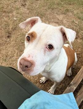 Lainey Wilson -  Mixed Breed Dog for Adoption in Atlanta, Georgia - Lainey Wilson | PetCurious