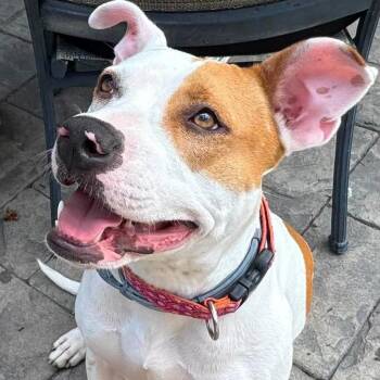 Sybil -  Mixed Breed Dog for Adoption in Plainfield, Illinois - Sybil | PetCurious