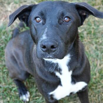 Rescue Black Labrador Retriever Dogs for Adoption in Beaumont, Texas - Diya | PetCurious