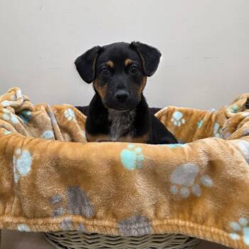 Australian Cattle Dog Blue Heeler Dogs Available for Adoption in Chatham, Virginia - Hastings | PetCurious
