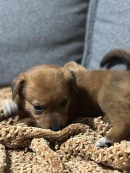 Australian Cattle Dog Blue Heeler and Great Pyrenees Dogs Available for Adoption in Liverpool, Texas - Espresso | PetCurious