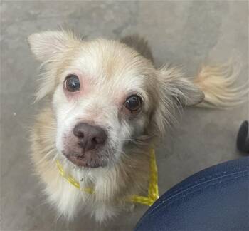 Mixed Breed Dogs Available for Adoption - MCDONALD | PetCurious