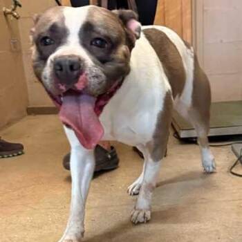 JUNO -  Mixed Breed Dog for Adoption in Fernandina Beach, Florida - JUNO | PetCurious