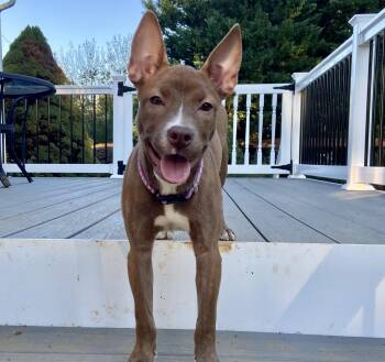 Sassy -  Basenji and Chihuahua Dog for Adoption in Leesburg, Virginia - Sassy | PetCurious