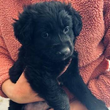 German Shepherd Dog Dogs Available for Adoption - Old Timer Walter | PetCurious