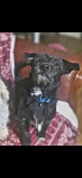 Terrier and Chihuahua Dogs Available for Adoption - Charlie | PetCurious
