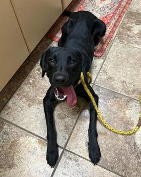 Shadow -  Black Labrador Retriever Dog for Adoption in Lake Wylie, South Carolina - Shadow | PetCurious