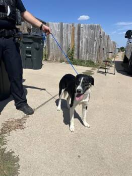 LIGHTNING -  Border Collie and Mixed Breed Dog for Adoption in Killeen, Texas - LIGHTNING | PetCurious