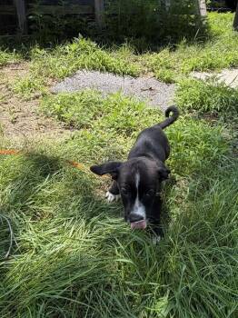 Nutty Buddy -  Dachshund Dog for Adoption in Rockland, Wisconsin - Nutty Buddy | PetCurious