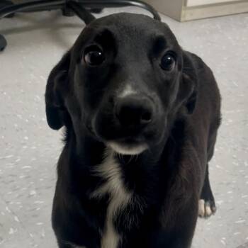 Morgana -  Labradoodle Dog for Adoption in New Philadelphia, Ohio - Morgana | PetCurious