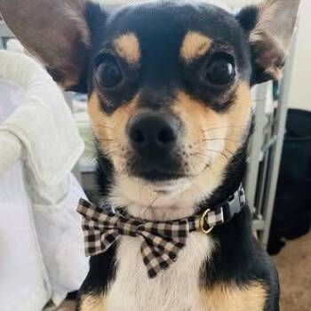 Maggie Chi -  Chihuahua Dog for Adoption in Williston, Florida - Maggie Chi | PetCurious