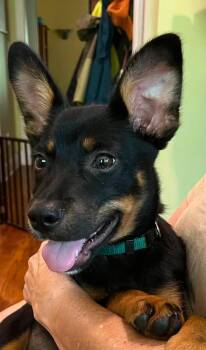 Daisy -  Mixed Breed Dog for Adoption in Monticello, New York - Daisy | PetCurious