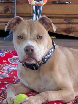 Rescue Terrier Dogs for Adoption in Herndon, Virginia - Tank | PetCurious