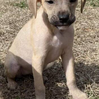 Labrador Retriever and Hound Dogs Available for Adoption - Pyxie | PetCurious