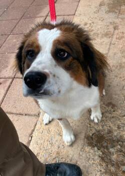 Australian Shepherd and Mountain Dog Dogs Available for Adoption in Clarksville, Tennessee - Sky | PetCurious