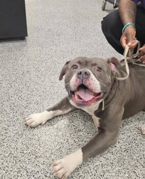 American Bulldog and Mixed Breed Dogs Available for Adoption in Palmetto, Florida - A135751 | PetCurious