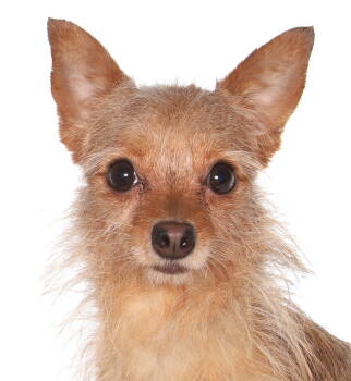Rescue Yorkshire Terrier and Chihuahua Dogs for Adoption in Oakland Park, Florida - Charlie | PetCurious