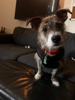 Shiba Inu and Terrier Dogs Available for Adoption in Carson City, Nevada - Bosco (Taft) | PetCurious