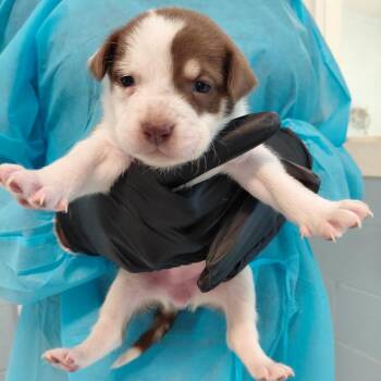 Vega 5433 -  Mixed Breed Dog for Adoption in Loxahatchee Groves, Florida - Vega 5433 | PetCurious