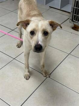Atlas -  Mixed Breed Dog for Adoption in Largo, Florida - Atlas | PetCurious