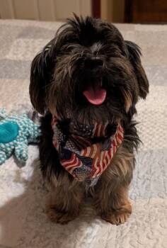 Milo -  Yorkshire Terrier Dog for Adoption in Watertown, Connecticut - Milo | PetCurious