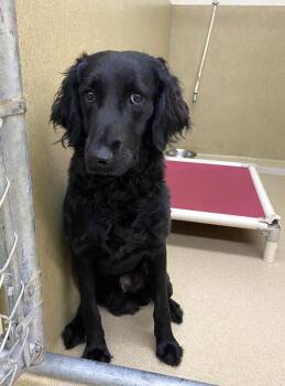 Brewster -  Curly Coated Retriever Dog for Adoption in Monroe, Georgia - Brewster | PetCurious