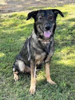 Stella -  German Shepherd Dog Dog for Adoption in Pelzer, South Carolina - Stella | PetCurious
