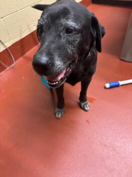 Labrador Retriever Dogs Available for Adoption - Venus | PetCurious