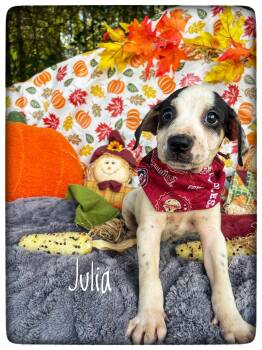 Julia -  Pit Bull Terrier and Hound Dog for Adoption in Sebring, Florida - Julia | PetCurious