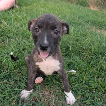 Ulani -  Mixed Breed Dog for Adoption in Pittsburg, Kansas - Ulani | PetCurious