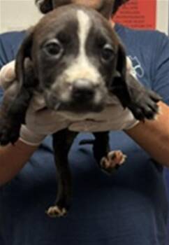Rim - URGENT -  Pit Bull Terrier Dog for Adoption in Thousand Oaks, California - Rim - URGENT | PetCurious