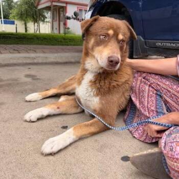 Augie -  Australian Shepherd and Mixed Breed Dog for Adoption in Austin, Texas - Augie | PetCurious