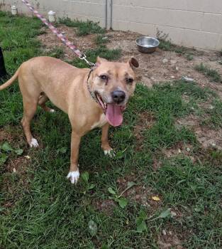 Charlotte -  Pit Bull Terrier Dog for Adoption in Philippi, West Virginia - Charlotte | PetCurious