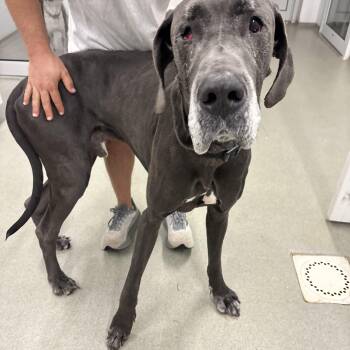 Old Man Jenkins -  Great Dane Dog for Adoption in Indiana, Pennsylvania - Old Man Jenkins | PetCurious