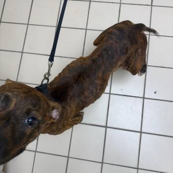 Taylor -  Pit Bull Terrier and Mixed Breed Dog for Adoption in Tuscaloosa, Alabama - Taylor | PetCurious