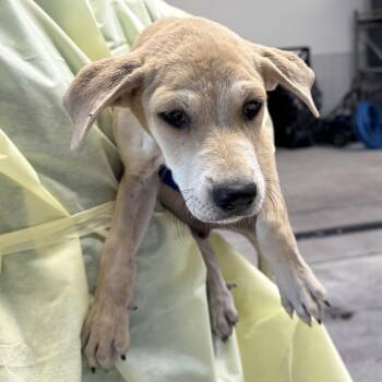 Tootles -  Mixed Breed Dog for Adoption in Las Cruces, New Mexico - Tootles | PetCurious