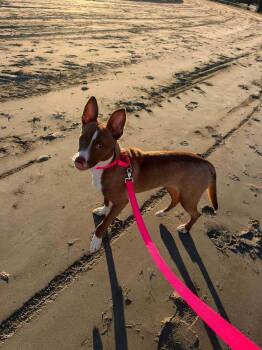 Blossom -  Shepherd and Cattle Dog Dog for Adoption in Saugus, Massachusetts - Blossom | PetCurious
