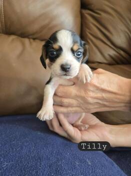 Rescue Beagle Dogs for Adoption in Overland Park, Kansas - Tilly- Fostered In Omaha | PetCurious