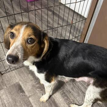 Beagle and Australian Cattle Dog Blue Heeler Dogs Available for Adoption in Alma, Michigan - Sassy | PetCurious