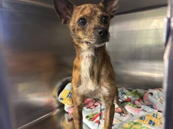 MABEL -  Chihuahua and Mixed Breed Dog for Adoption in Grand Prairie, Texas - MABEL | PetCurious