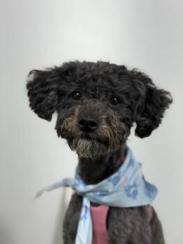 Doodlebug-One of our Amazing Rescue Dogs -  Poodle and Maltipoo Dog for Adoption in Carlsbad, California - Doodlebug-One Of Our Amazing Rescue Dogs | PetCurious