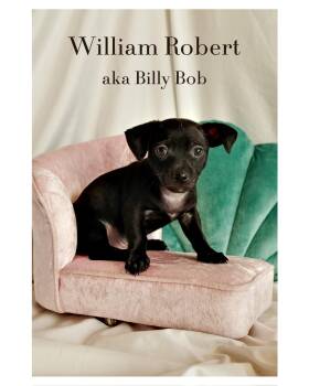 Chihuahua and Rat Terrier Dogs Available for Adoption - William Robert (Billy Bob) | PetCurious