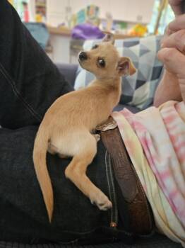 CHICKPEA* -  Terrier and Chihuahua Dog for Adoption in Santa Cruz, California - CHICKPEA* | PetCurious